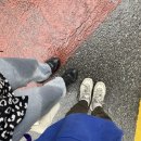펠리스트 이미지