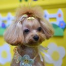 루이 펫 살롱 이미지