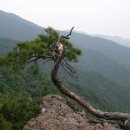 소나무 Daum카페