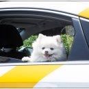 퍼스트 동물병원 이미지