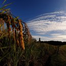 그루터기 이미지