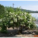 이성군묘 이미지