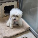 행복동물병원 | 판교동물병원 행복한동물병원 15살 노견 백설이 쿠싱증후군, 췌장염 치료 후기