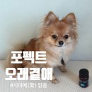 맑음펫 | 포펙트 오래곁애 후기｜매일 챙기기 좋은 강아지영양제, 눈 건강까지 관리