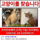 대전 궁동 유성문화원 근처에서 없어진 고양이를 찾습니다(찾았어요ㅠㅠㅠ!!) 이미지