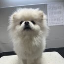 드림펫 동물병원 이미지