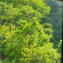 더널리휴