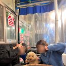 돈돼지먹어봐 이미지