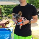 경주애견펜션 해피데이해피독 이미지