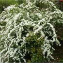 밥풀떼기 이미지