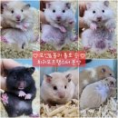 미니펫스쿨