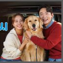 안녕펫택시 이미지