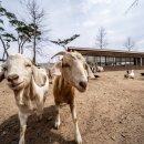 다정목장 이미지