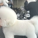 탑 애견 이미지