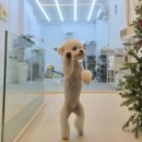 모링모링 이미지