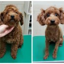 강변애견미용호텔 이미지