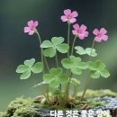 "사람의 마음안에 뿌려진 씨" 이미지