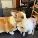 애니멀하우스 이미지