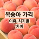 영천농협 화북지점 하나로마트 | 복숭아 가격 한눈에 보기! 산지·시기별 차이와 현명한 구매 꿀팁