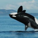 범고래PC 이미지