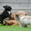 위더스동물의료센터 이미지