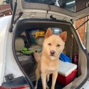 백구세탁소 이미지