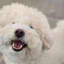 댕스라이프 | [바둑이연구소 일지] 긴장감 완화에 좋은 지렁이 댄스 노즈워크활동