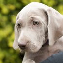 사랑애견 이미지