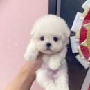 몽냥몽냥 | 일산 강아지분양 미니비숑 상담 후기