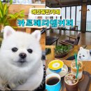카르페디엠 | 강릉 여행 | 영진해변 애견동반카페 카르페디엠커피 오션뷰 솔직후기