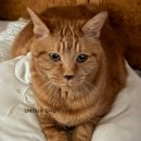 캣에어 | [건사료] 지위픽 에어드라이 캣 고등어&amp;양고기 후기