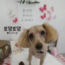 포댕포댕 이미지