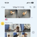 댕댕놀이터 아라점 이미지