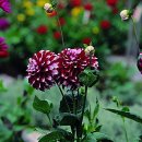 카페 다알리아 이미지