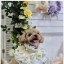 우리동네펫샵 이미지