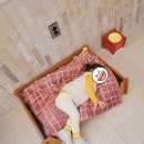 아로펫그루밍 이미지