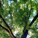 말하는 은행나무 이미지