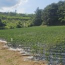 명호면사무소 이미지