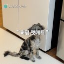 안녕, 펫 | 층견소음 방지 퍼핑 펫매트로 해결한 후기