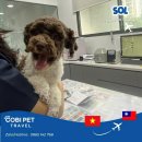 LOVE MY PET 동물병원 | 🚀 반려동물 해외이동 전문, 고양이 MIU의 일본 오사카 여행 스토리🇻🇳🇯🇵