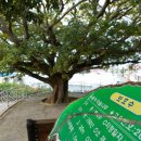 애월읍 소길리풋감마을 이미지