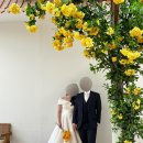 덩쿨 | [하남 섬스튜디오] #3. 노란꽃 덩쿨 배경 / 웨딩 촬영 후기💕 / 하우스오브에이미 드레스