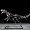 케라토사우루스 | &#39;아기공룡 둘리&#39; 원형, 케라토사우루스 화석… 420억원에 낙찰됐다