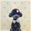 메리몰펫샵 이미지