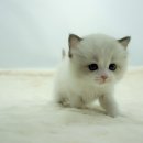 고양이분양 제나캣 화명점 이미지