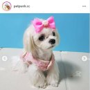 뭉개뭉개 네이버블로그