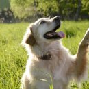 멋내는 애견 이미지