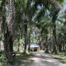 상아농장2 | 끄라비 아이랑 가족여행 코끼리 생츄어리 투어 후기