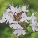 만리향 - 이천시 청백리로 87 | 만리향