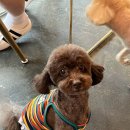 바오그루밍 이미지